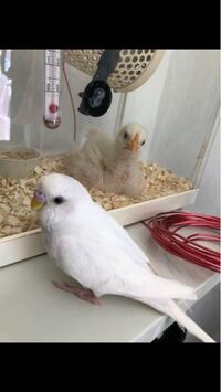 この白いインコは ホワイトブラックアイ という種類でめずらしいですか 値段は Yahoo 知恵袋