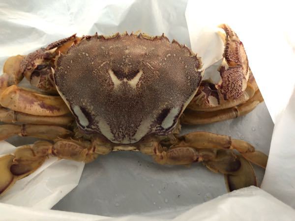 これは渡り蟹ですか ガザミ科の ヒラツメガニ です 通称 マルガニとか Yahoo 知恵袋