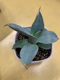 多肉植物初心者です カット苗の発芽について こんにちは 多肉植物 Yahoo 知恵袋