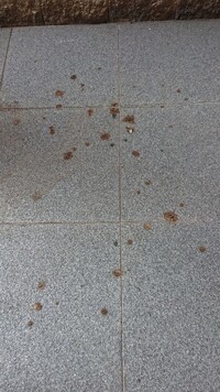 屋外玄関先に直径２ ３センチの糞 のような茶色いものが散りばってい Yahoo 知恵袋