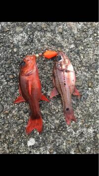 左の赤い魚は 何でしょうか 和歌山の磯から釣りました よろし Yahoo 知恵袋