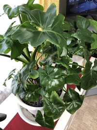 クワズイモの植え替後の水やりについて教えて下さい 半年ほど育てていた Yahoo 知恵袋