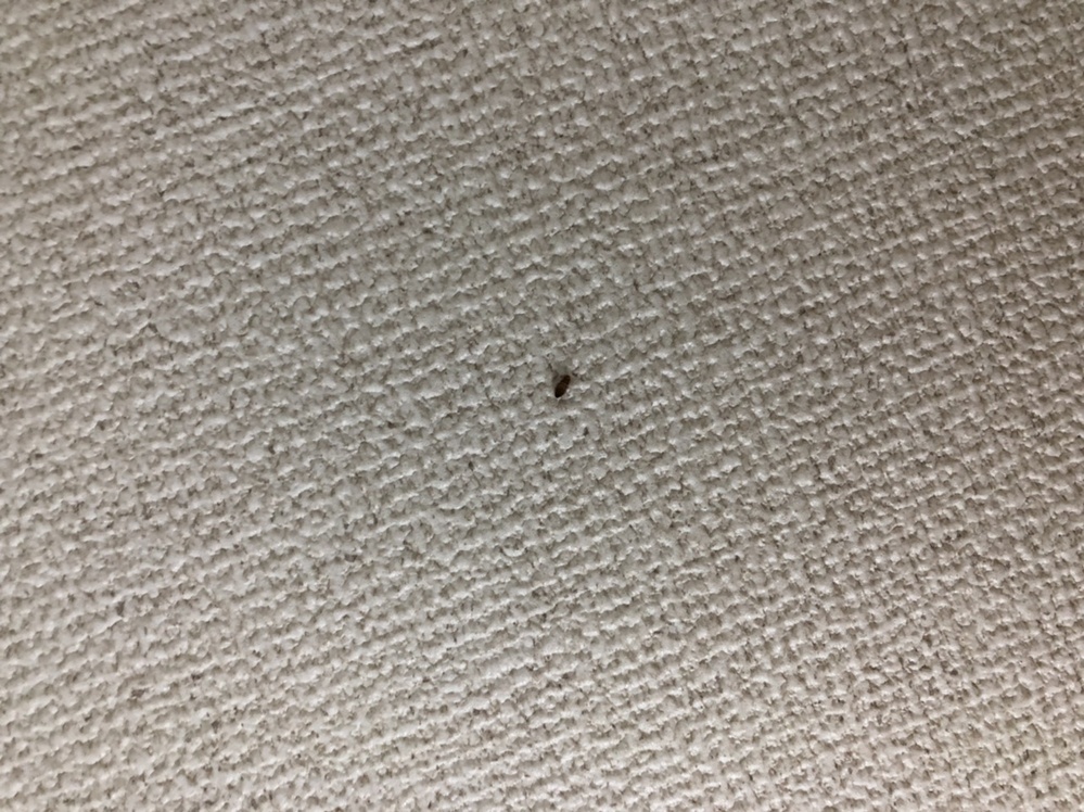 虫博士探してます 画像の虫の正体を教えてください 生活上の影響度や健康面への被害はありますか？ 駆除方法などもあると助かります