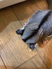 ワンピースのアラバスタ編のイガラム隊長とぺルはどうして生きていたんです Yahoo 知恵袋