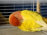 家で飼ってるコザクラインコが毛を膨らませてこんな感じになってました病院に連れ Yahoo 知恵袋