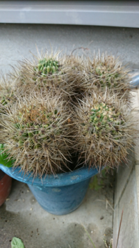 画像のサボテンの名前を教えて下さい ピンクの花が 咲きます Yahoo 知恵袋