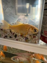 飼ってる金魚が逆立ちしています 対処法を教えてください絶食させ Yahoo 知恵袋