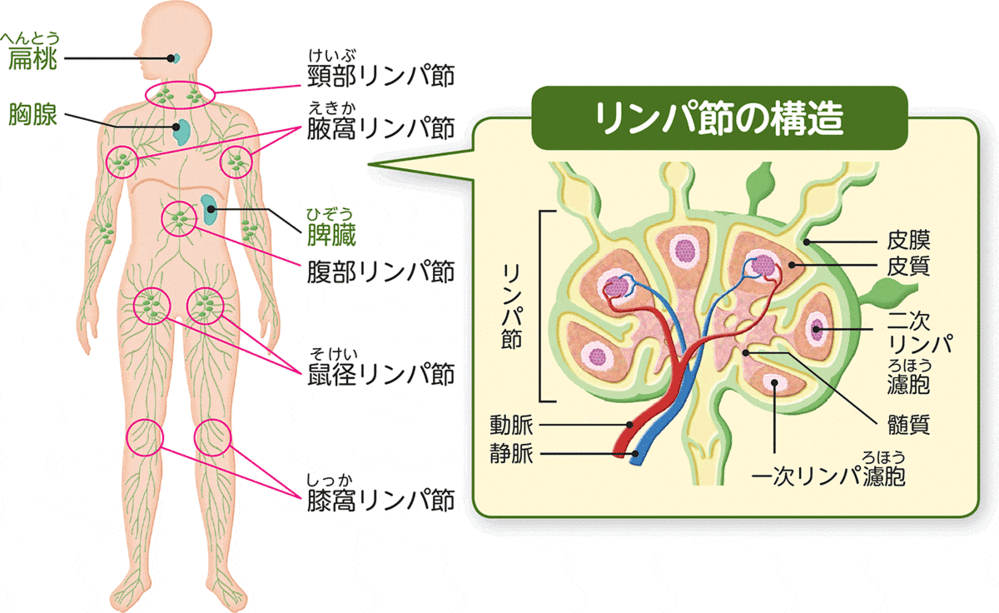 しこりへの質問です 中学2年生です 2年ほど前からしこりができ 今も残ってい Yahoo 知恵袋