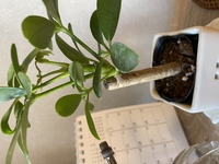 ナチュラルキッチンで購入した観葉植物なのですが 何という名前の植物でしょうか Yahoo 知恵袋