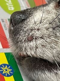 チワワ５歳さっききずきました ひげのはえている 顔の頬のあたり にニキビ Yahoo 知恵袋