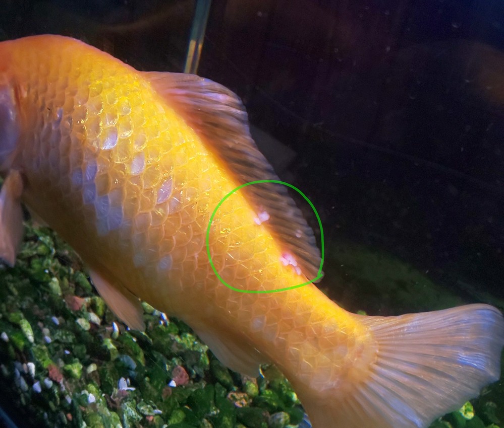 アクアリウム 解決済みの質問 Yahoo 知恵袋