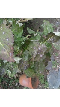 紫陽花の葉に 添付した写真にあるような白い斑点が見られるようになっ Yahoo 知恵袋