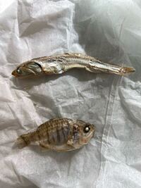 ペット用の煮干しと人間用の煮干しはなにか違いますか Yahoo 知恵袋