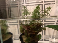 この水草2種類の名前が分かる方 教えてください お店で購入 Yahoo 知恵袋