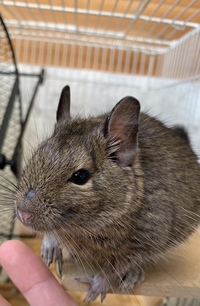 飼っているデグーの鼻周りの毛が 写真のように禿げているのですが 原 Yahoo 知恵袋