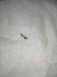 5月 虫 黄色と黒のしましま