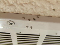 ベランダに小虫が大量発生して困っています 壁 天井 網戸 窓についています ちな 教えて 住まいの先生 Yahoo 不動産