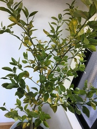 困っています ベランダ鉢植えレモンの木 関東地区の冬の温度 照度 栄養管理 Yahoo 知恵袋