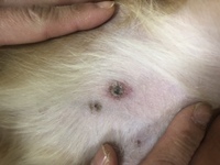 犬の乳首が写真のように黒くなっています しこりなどはまったくないのですが これ Yahoo 知恵袋