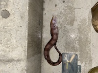 沖縄の本部で ウツボを獲りました 食べようと思うのですが 毒 Yahoo 知恵袋