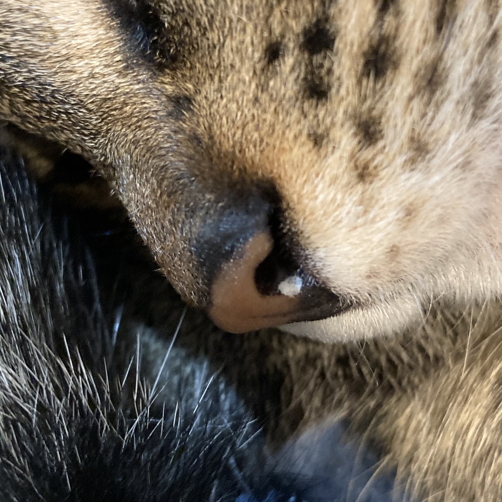 猫の鼻に白いものが付いていました 猫は気にしている様子はないです くしゃみ等 Yahoo 知恵袋