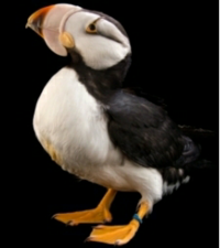 画像の鳥の顔はどこがどうなってます どこに住む鳥ですか お名 Yahoo 知恵袋