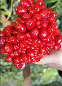 植物の名前が知りたい お世話になります 年末に見掛けた野草ですが Yahoo 知恵袋