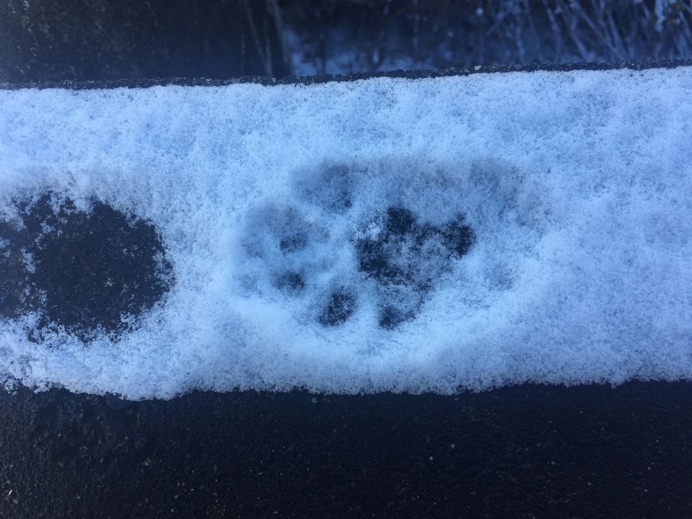 昨日積雪にこんな足跡がありました 何という動物の足跡ですか 長さは10cm Yahoo 知恵袋