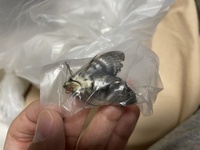 家の中に突然現れた蛾です 体には毛がしっかり生えているのと 殺 Yahoo 知恵袋