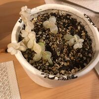 多肉植物が寒い中外に置いていたので枯れてしまいました ここから復活する Yahoo 知恵袋