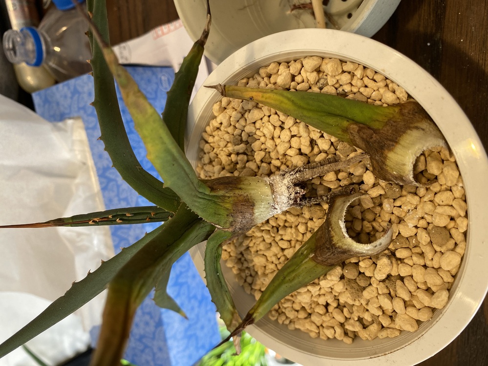 アガベのユタエンシスをメルカリで購入しましたた。 - 届くと下葉の何