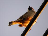 スズメの鳴き声について大発見 メスは チュンチュン と鳴きますが オ Yahoo 知恵袋