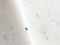 花屋で購入した切り花から写真のような1ミリくらいの虫が発生しています。この虫は何という虫でしょうか？ 