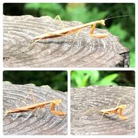 カマキリがネズミ の子 を捕食するそうです 全部食べ切れるん Yahoo 知恵袋