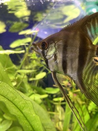 エンゼルフィッシュの口がタラコ唇のように腫れています エロモナス菌か Yahoo 知恵袋