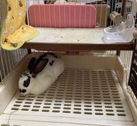 うさぎがケージを噛むのをやめさせたいです 朝方や夕方になるとうさぎがケ Yahoo 知恵袋