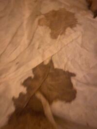 犬の血尿について聞かせてください 愛犬のトイプードル 今年の9月で7歳に Yahoo 知恵袋