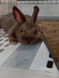 この子はネザーランドドワーフですか 現在の写真生後2ヶ月 男の子 体重約50 Yahoo 知恵袋