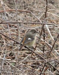 この鳥さんは何ていう種類の鳥さんでしょうか 私の持っている野 Yahoo 知恵袋