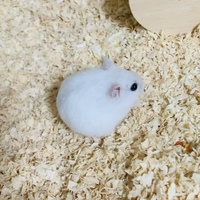 ハムスターの名前募集 昨日 一目惚れでお迎えしてきたパールドワー Yahoo 知恵袋