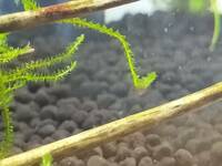水草のウィローモスについてです。 ミナミヌマエビを飼育している20cmキューブ水槽に流木に巻いたウィローモスを入れていますが、最近、葉の下側に写真のような白いモヤモヤが出来ました。
 これは病気でしょうか？