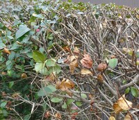 庭の山茶花が枯れだしました 植えてから40年になる25本の山茶花が庭に Yahoo 知恵袋