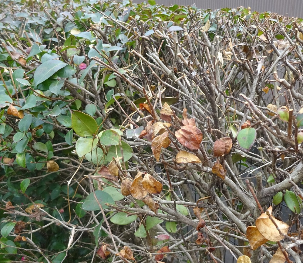 庭の山茶花が枯れだしました。 - 植えてから40年になる25本の山茶花が庭に... - Yahoo!知恵袋