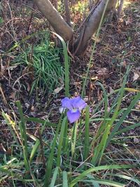 毎年今頃はなをつけるあやめ があります 他のものは葉も枯れているの Yahoo 知恵袋