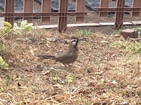 野鳥について この鳥の名前が知りたいです スズメによく似た見た目なので Yahoo 知恵袋