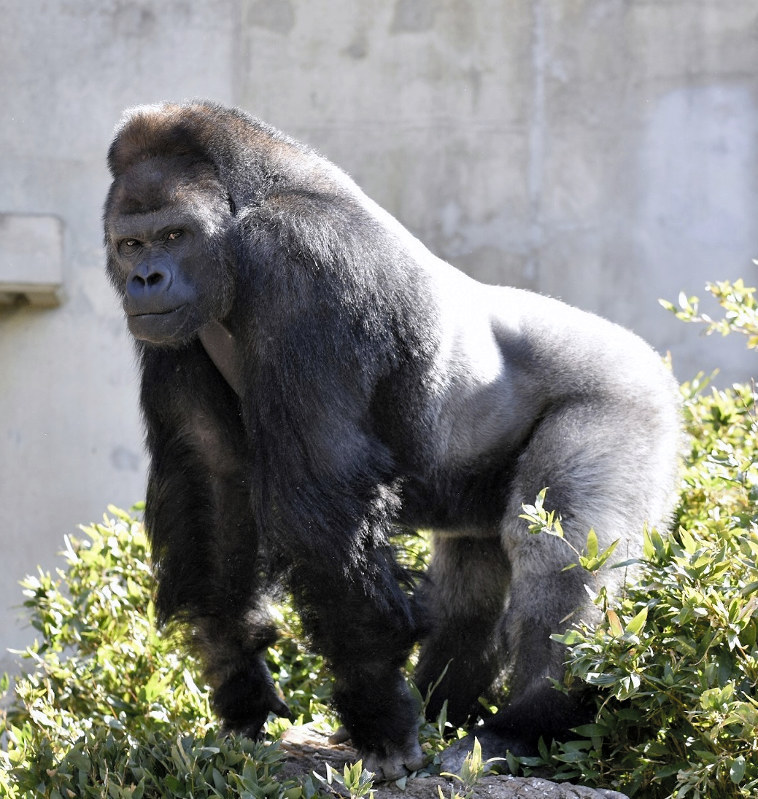 スペイン首都にあるマドリード動物園で 飼育員がゴリラに襲われる事故があったそ Yahoo 知恵袋