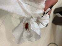 バニラの香水でゴキブリなどが甘い香りに誘われて来たりしませんか 布団に Yahoo 知恵袋