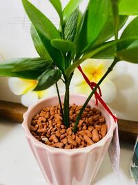観葉植物梛ナギの育て方 ホームセンターで購入した梛の幼木 ですが 土では Yahoo 知恵袋