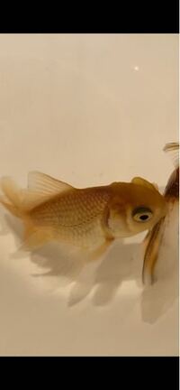 金魚初心者です 詳しい方よろしくお願い致します 友人から5c Yahoo 知恵袋