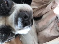 ボストンテリア四匹と暮らしてます 最初に飼った男の子があまりド Yahoo 知恵袋